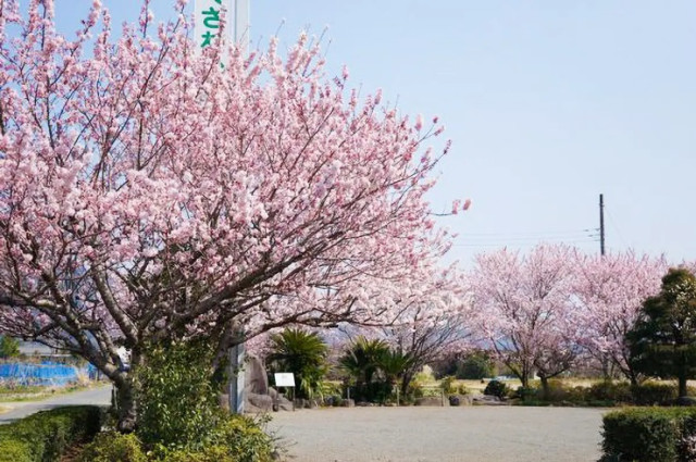 ふくざわ公園（春めき桜）